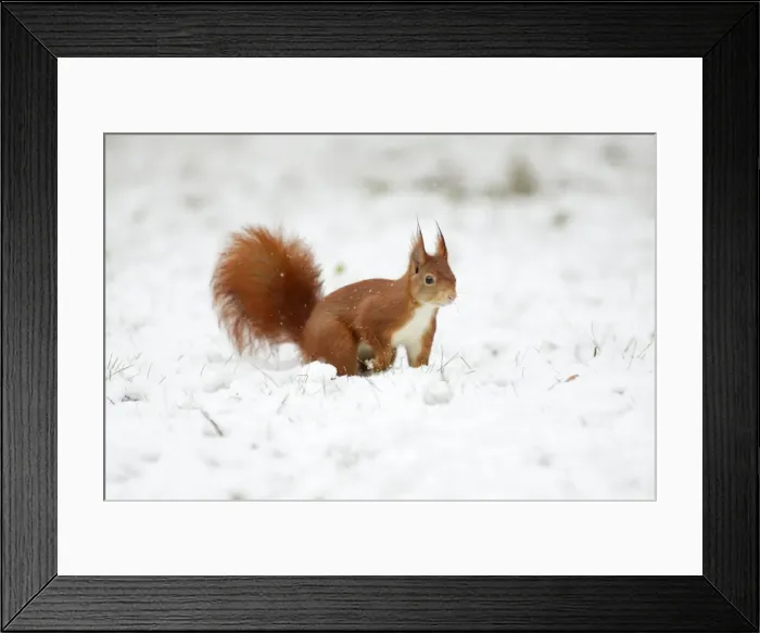 Framed Print : European Red Squirrel - searching for food in snow, Lower Saxony, Germany Framed Print : European Red Squirrel - searching for food in snow, Lower Saxony, Germany