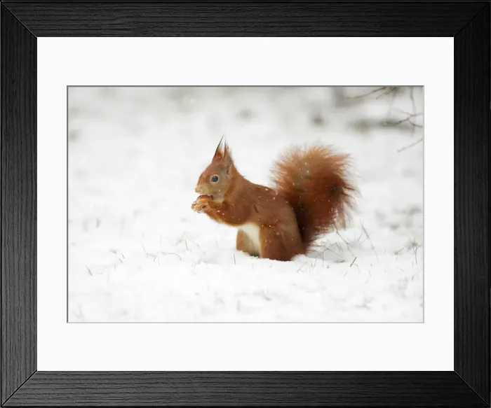 Framed Print : European Red Squirrel - with hazelnut in mouth, winter, Lower Saxony, Germany Framed Print : European Red Squirrel - with hazelnut in mouth, winter, Lower Saxony, Germany