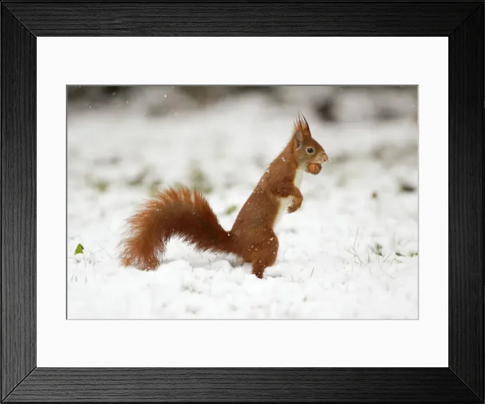 Framed Print : European Red Squirrel - with hazelnut in mouth, winter snow, Lower Saxony, Germany Framed Print : European Red Squirrel - with hazelnut in mouth, winter snow, Lower Saxony, Germany