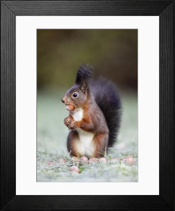 Framed Print : European Red Squirrel - with hazelnut in mouth, Lower Saxony, Germany Framed Print : European Red Squirrel - with hazelnut in mouth, Lower Saxony, Germany