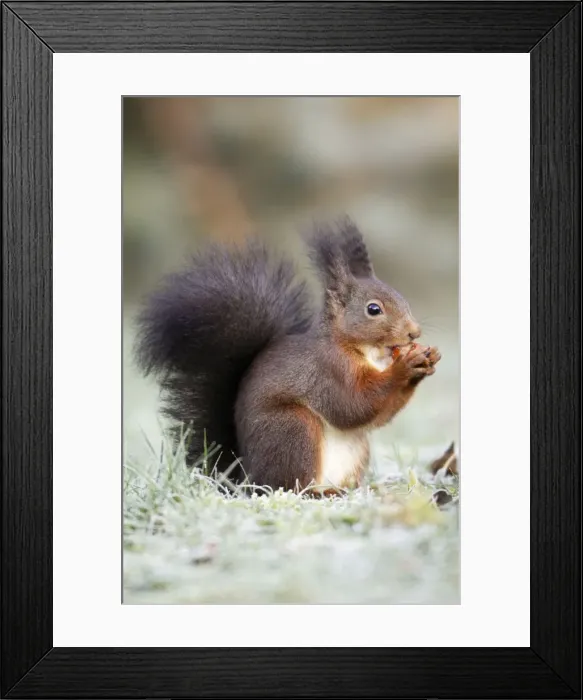 Framed Print : European Red Squirrel - eating hazelnut, Lower Saxony, Germany Framed Print : European Red Squirrel - eating hazelnut, Lower Saxony, Germany