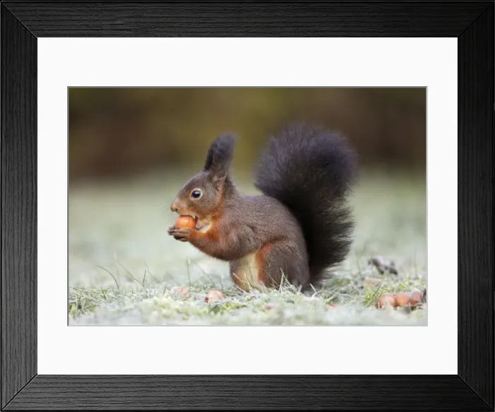 Framed Print : European Red Squirrel - eating hazelnut, Lower Saxony, Germany Framed Print : European Red Squirrel - eating hazelnut, Lower Saxony, Germany