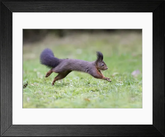 Framed Print : European Red Squirrel - running across garden lawn, Lower Saxony, Germany Framed Print : European Red Squirrel - running across garden lawn, Lower Saxony, Germany