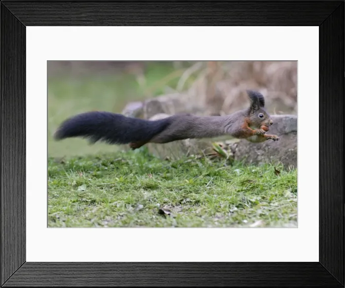 Framed Print : European Red Squirrel - in full flight over garden lawn, Lower Saxony, Germany Framed Print : European Red Squirrel - in full flight over garden lawn, Lower Saxony, Germany