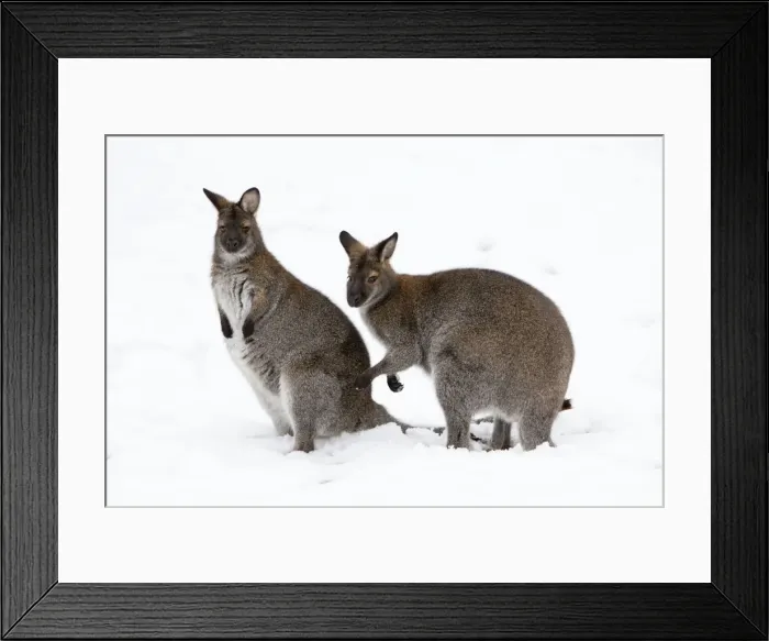 Framed Print : Red-necked Wallaby - 2 animals in snow, Australia Framed Print : Red-necked Wallaby - 2 animals in snow, Australia