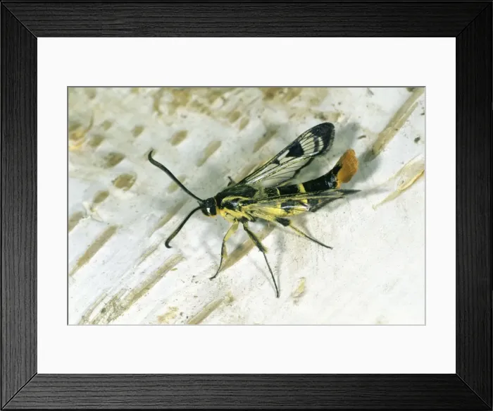 Framed Print : Welsh Clearwing - resting on birch stem, Lower Saxony, Germany Framed Print : Welsh Clearwing - resting on birch stem, Lower Saxony, Germany