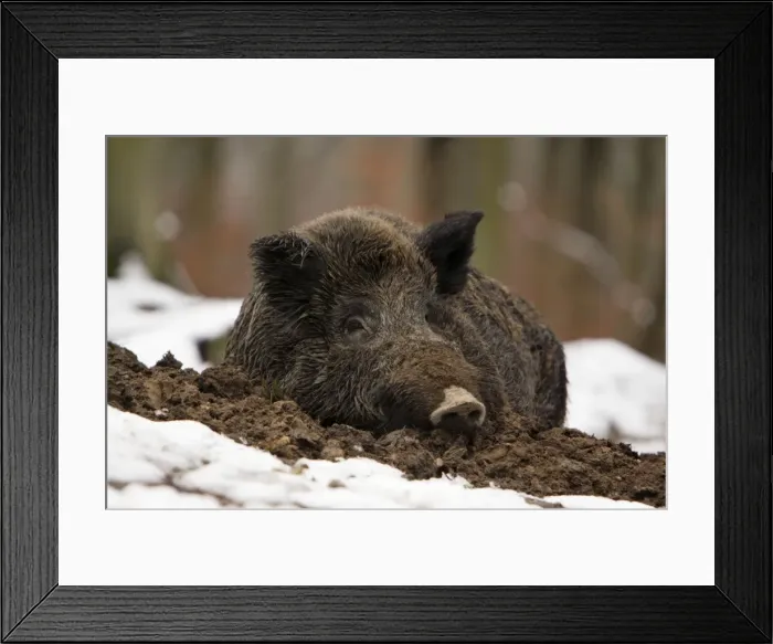 Framed Print : Wild Boar - resting in self-made nest, in snow, Lower Saxony, Germany Framed Print : Wild Boar - resting in self-made nest, in snow, Lower Saxony, Germany