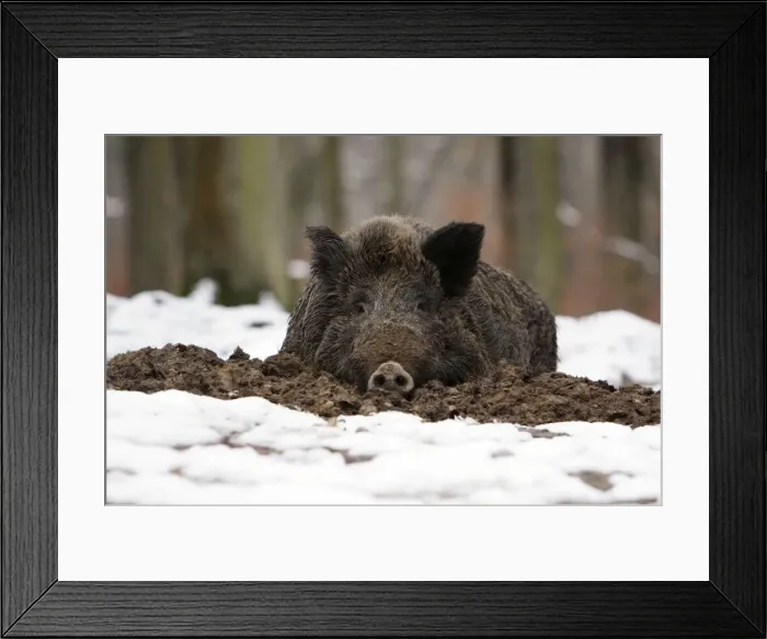 Framed Print : Wild Boar - resting in self-made nest, in snow, Lower Saxony, Germany Framed Print : Wild Boar - resting in self-made nest, in snow, Lower Saxony, Germany