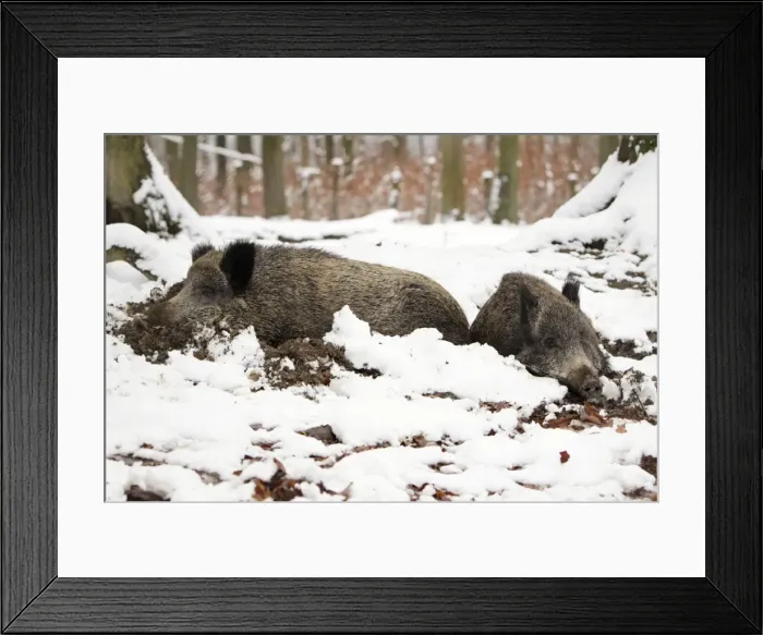 Framed Print : Wild Boar - 2 animals resting in self-made nest, in snow, Lower Saxony, Germany Framed Print : Wild Boar - 2 animals resting in self-made nest, in snow, Lower Saxony, Germany