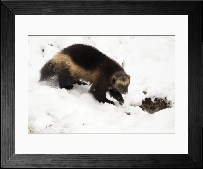Framed Print : Wolverine - in snow, Finland Framed Print : Wolverine - in snow, Finland