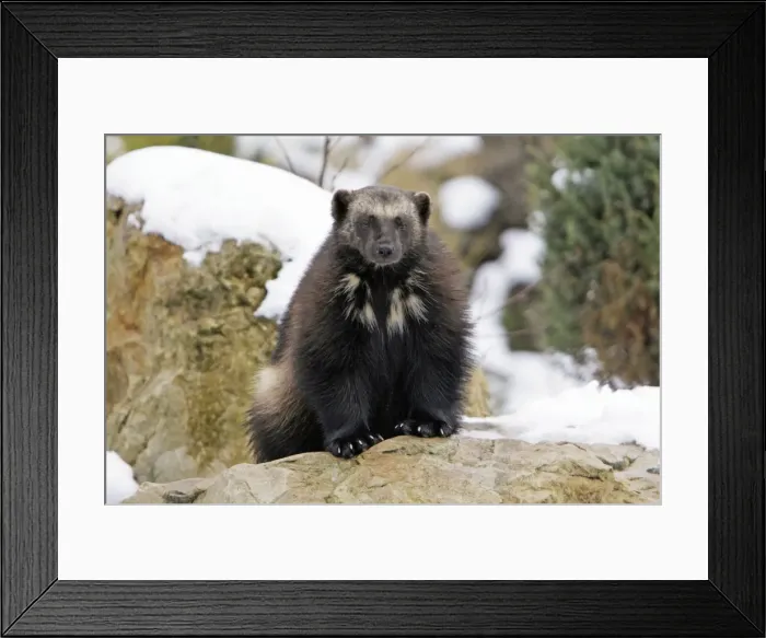 Framed Print : Wolverine - in snow, Finland Framed Print : Wolverine - in snow, Finland