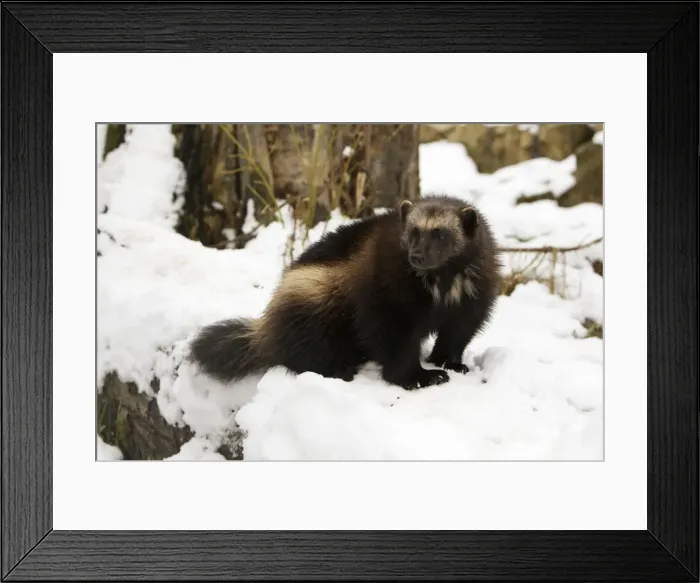 Framed Print : Wolverine - in snow, Finland Framed Print : Wolverine - in snow, Finland