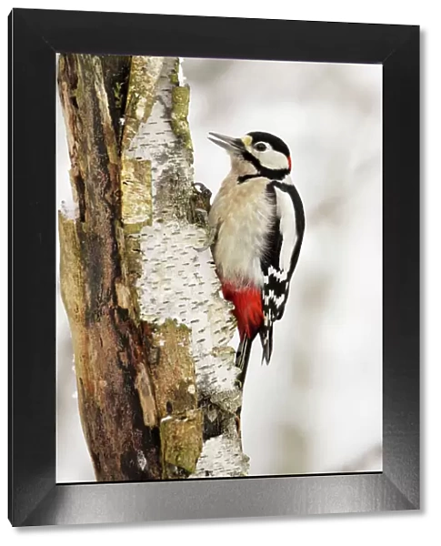 Great Spotted Woodpecker - on birch stem, Lower Saxony, Germany
