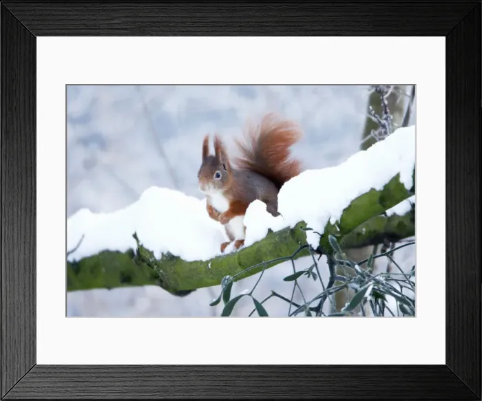 Framed Print : Red Squirrel - sitting on snow covered branch in winter, Lower Saxony, Germany Framed Print : Red Squirrel - sitting on snow covered branch in winter, Lower Saxony, Germany