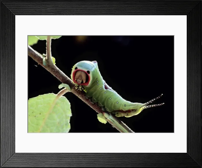 Framed Print : Puss Moth - Caterpillar / Larvae, Lower Saxony, Germany Framed Print : Puss Moth - Caterpillar / Larvae, Lower Saxony, Germany