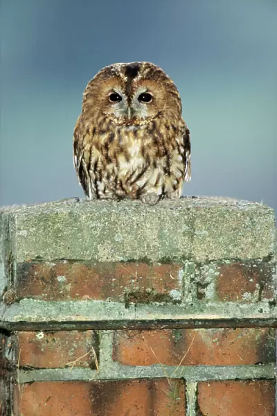 Tawny Owl - nesting in chimney, Lower Saxony, Germany