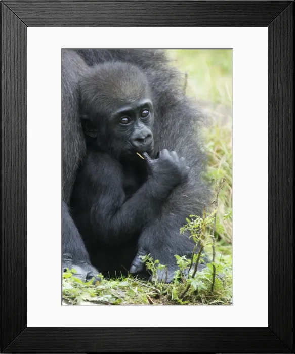 Framed Print : Gorilla - baby animal sucking thumb, distribution - central Africa, Congo, Zaire, Rwanda Framed Print : Gorilla - baby animal sucking thumb, distribution - central Africa, Congo, Zaire, Rwanda