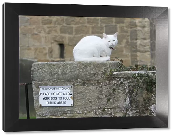 White Cat - sitting on churchyard wall, Northumberland, England