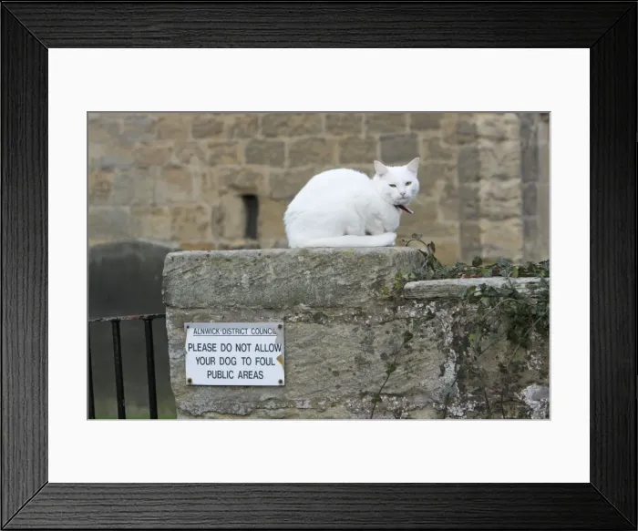 Framed Print : White Cat - sitting on churchyard wall, Northumberland, England Framed Print : White Cat - sitting on churchyard wall, Northumberland, England