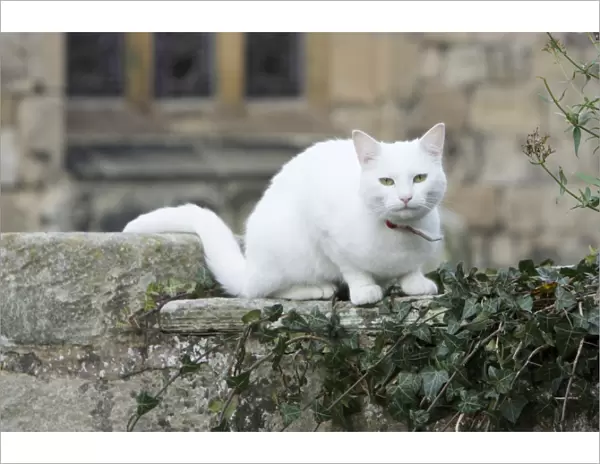 White Cat - sitting on churchyard wall, Northumberland, England