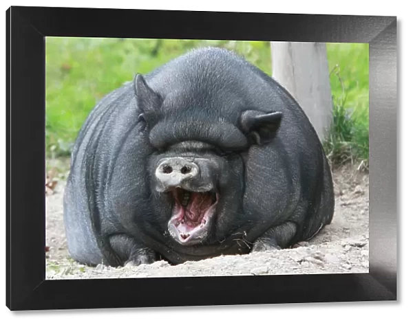 Vietnamese Pot-bellied Pig - yawning, Lower Saxony, Germany
