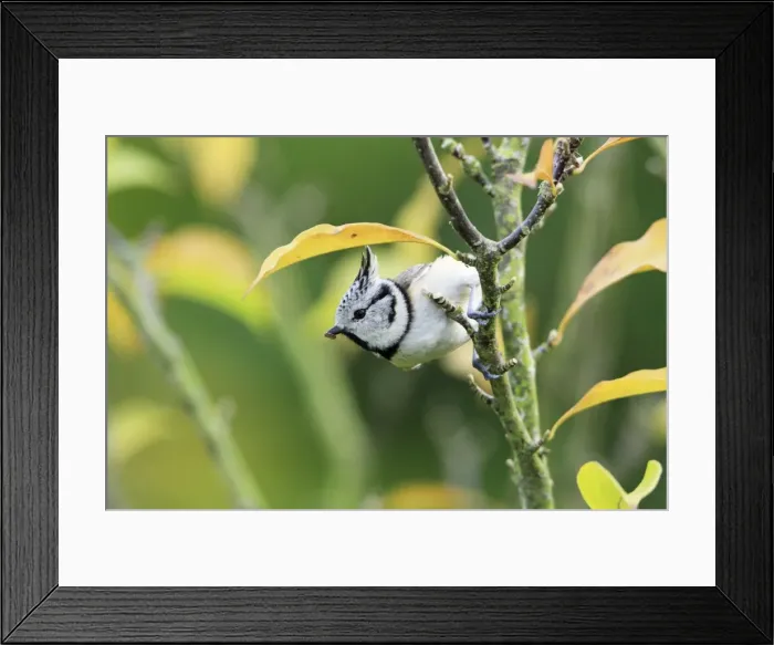 Framed Print : Crested Tit - on bush in garden, Lower Saxony, Germany Framed Print : Crested Tit - on bush in garden, Lower Saxony, Germany
