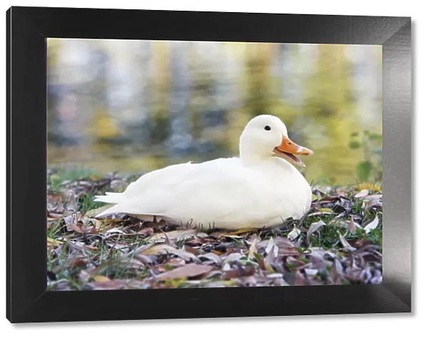 White Domestic Duck - sitting on river bank, Essex, England