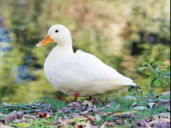 White Domestic Duck - standing on river bank, Essex, England