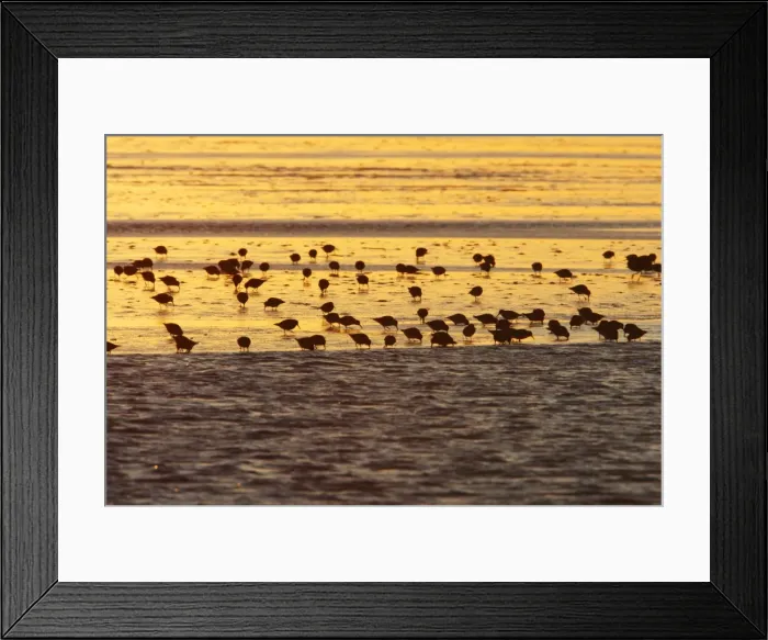 Framed Print : Dunlin - flock feeding on mudflats at dawn, autumn, Holy Island Wildfowl Reserve, Northumberland, England Framed Print : Dunlin - flock feeding on mudflats at dawn, autumn, Holy Island Wildfowl Reserve, Northumberland, England