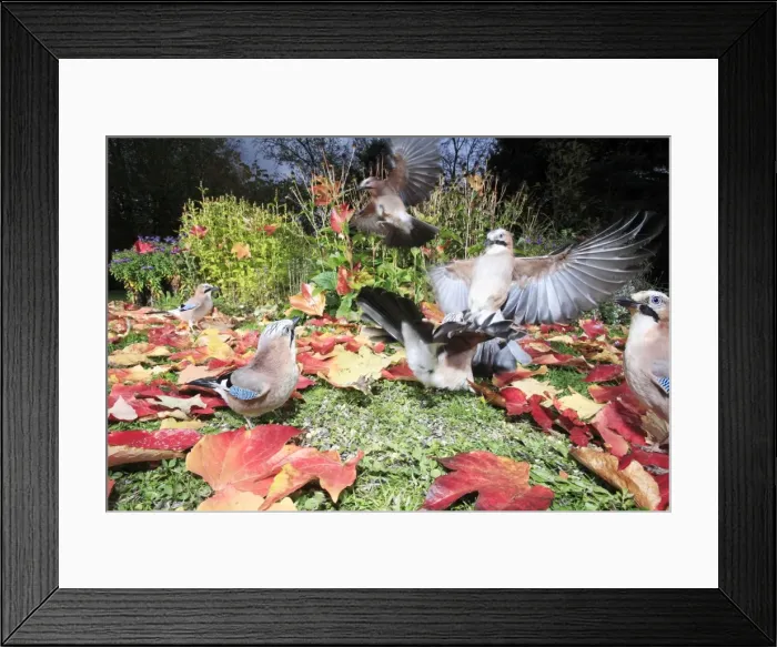 Framed Print : Jay - birds in garden squabbling over food, autumn, Lower Saxony, Germany Framed Print : Jay - birds in garden squabbling over food, autumn, Lower Saxony, Germany