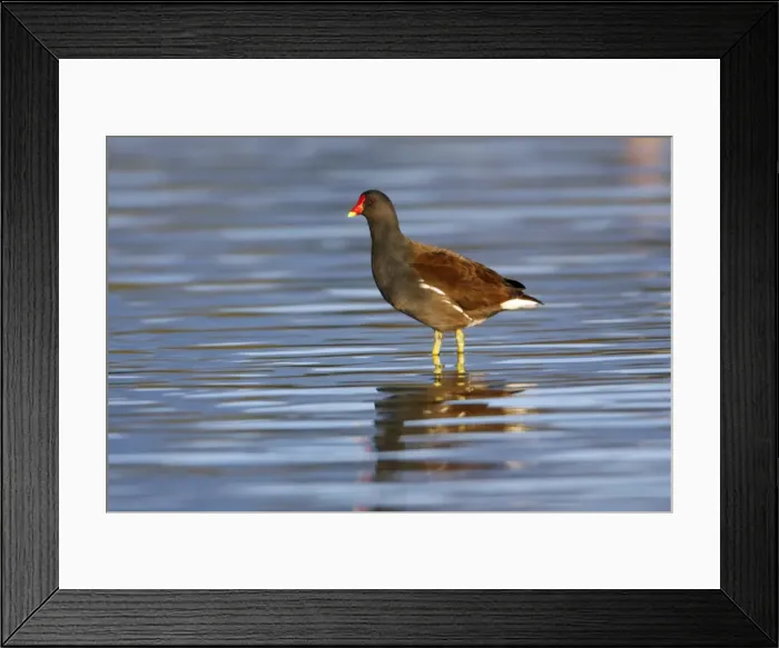 Framed Print : Moorhen - standing in shallow lake, Northumberland, England Framed Print : Moorhen - standing in shallow lake, Northumberland, England