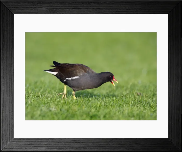 Framed Print : Moorhen - feeding on river bank, Northumberland, England Framed Print : Moorhen - feeding on river bank, Northumberland, England