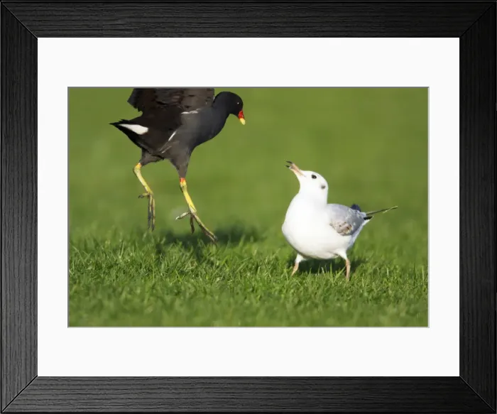 Framed Print : Moorhen - fighting with Black-headed Gull, (Larus ridibundus) Northumberland, England Framed Print : Moorhen - fighting with Black-headed Gull, (Larus ridibundus) Northumberland, England