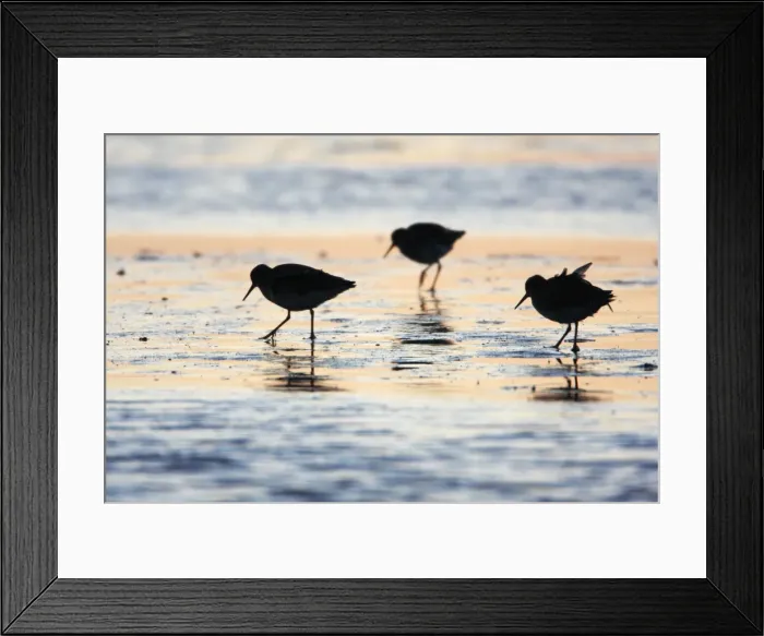 Framed Print : Redshank - migratory birds feeding on tidal mudflats at dawn, Holy Island, Northumberland, England Framed Print : Redshank - migratory birds feeding on tidal mudflats at dawn, Holy Island, Northumberland, England