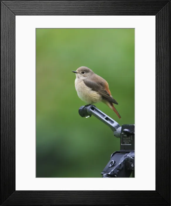 Framed Print : Redstart - female perched on camera tripod in garden, Lower Saxony, Germany Framed Print : Redstart - female perched on camera tripod in garden, Lower Saxony, Germany