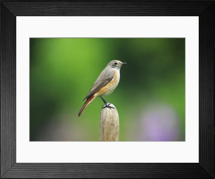 Framed Print : Redstart - male in winter plumage, in garden, Lower Saxony, Germany Framed Print : Redstart - male in winter plumage, in garden, Lower Saxony, Germany