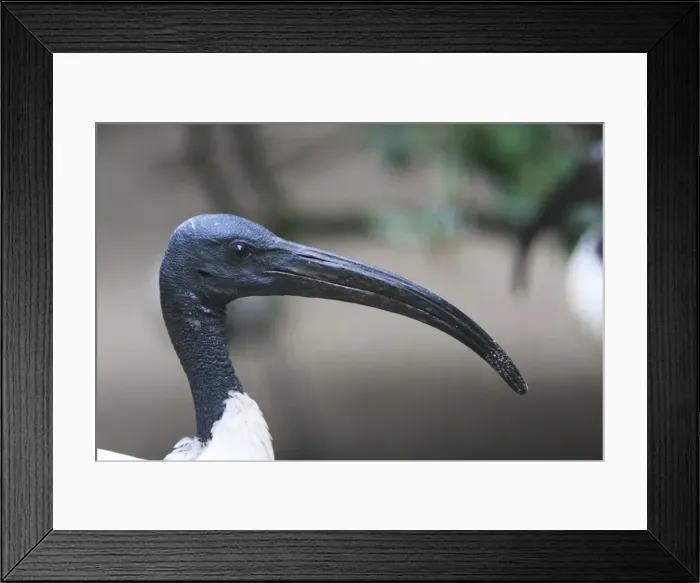 Framed Print : Sacred Ibis - portrait of male, distribution - sub-Saharan Africa, SE Iraq, Egypt Framed Print : Sacred Ibis - portrait of male, distribution - sub-Saharan Africa, SE Iraq, Egypt