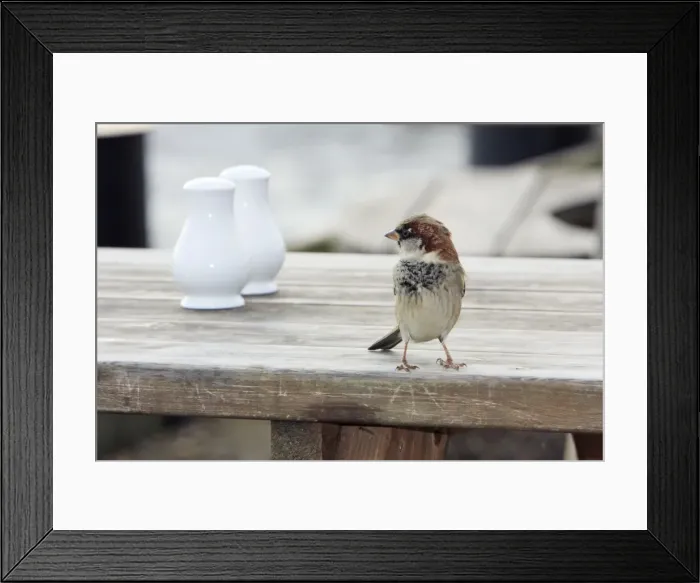 Framed Print : House Sparrow - male on resturant table, Essex, England Framed Print : House Sparrow - male on resturant table, Essex, England
