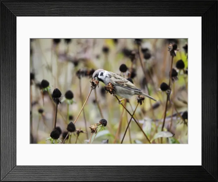Framed Print : Tree Sparrow - feeding on flower seedheads in autumn, Lower Saxony, Germany Framed Print : Tree Sparrow - feeding on flower seedheads in autumn, Lower Saxony, Germany