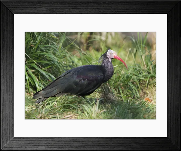 Framed Print : Waldrapp / Bald Ibis - feeding on ground, distributuion - Northern and Eastern Africa, Israel, Iraq, Turkey Framed Print : Waldrapp / Bald Ibis - feeding on ground, distributuion - Northern and Eastern Africa, Israel, Iraq, Turkey