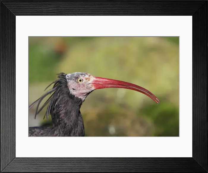 Framed Print : Waldrapp / Bald Ibis - portrait, distributuion - Northern and Eastern Africa, Israel, Iraq, Turkey Framed Print : Waldrapp / Bald Ibis - portrait, distributuion - Northern and Eastern Africa, Israel, Iraq, Turkey