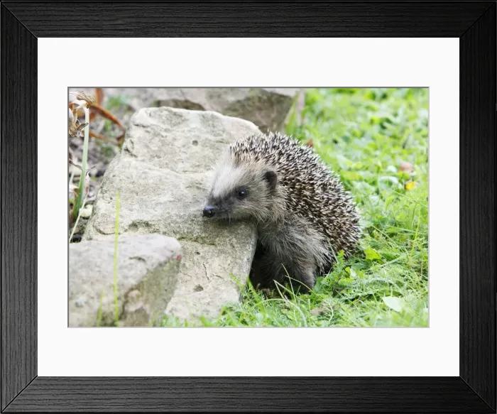 Framed Print : Young Hedgehog - climbing over rockery in garden, Lower Saxony, Germany Framed Print : Young Hedgehog - climbing over rockery in garden, Lower Saxony, Germany