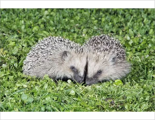 Hedgehog - 2 young animals on garden lawn, feeding, Lower Saxony, Germany