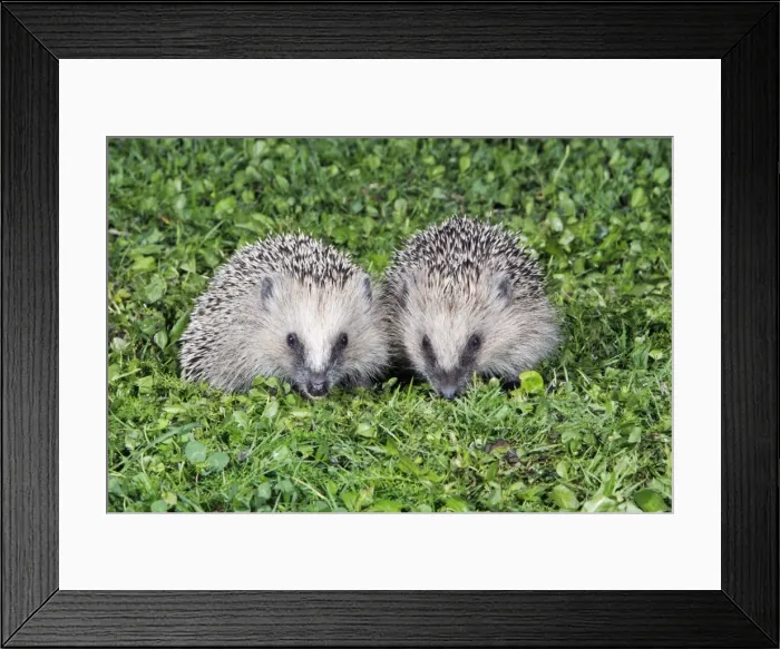 Framed Print : Hedgehog - 2 young animals on garden lawn, feeding, Lower Saxony, Germany Framed Print : Hedgehog - 2 young animals on garden lawn, feeding, Lower Saxony, Germany