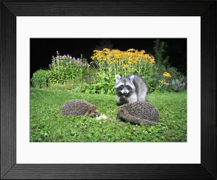 Framed Print : European Hedgehog - 2 animals in garden with racoon, (Procyon lotor), feeding at night, Lower Saxony, Germany Framed Print : European Hedgehog - 2 animals in garden with racoon, (Procyon lotor), feeding at night, Lower Saxony, Germany