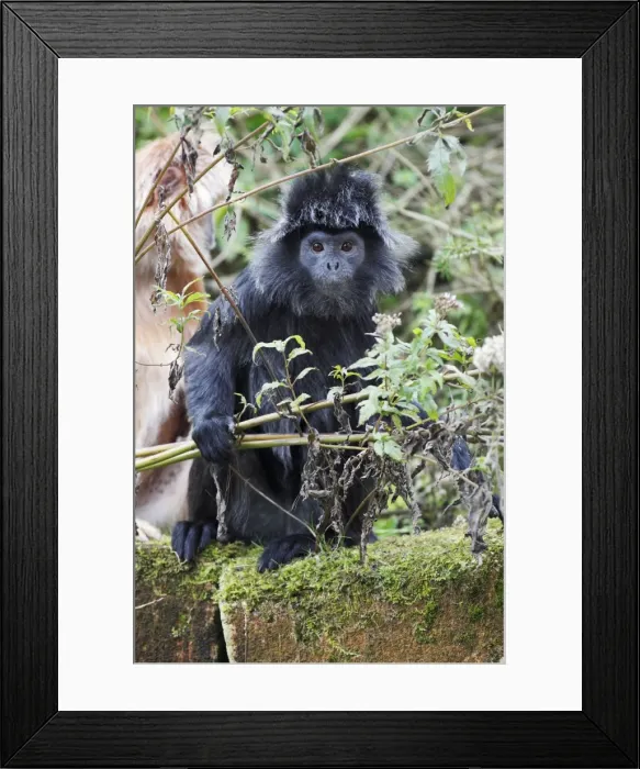 Framed Print : Ebony Leaf Monkey / Javan Langur - animal showing black coloured phase, distribution - Java, Indonesia Framed Print : Ebony Leaf Monkey / Javan Langur - animal showing black coloured phase, distribution - Java, Indonesia