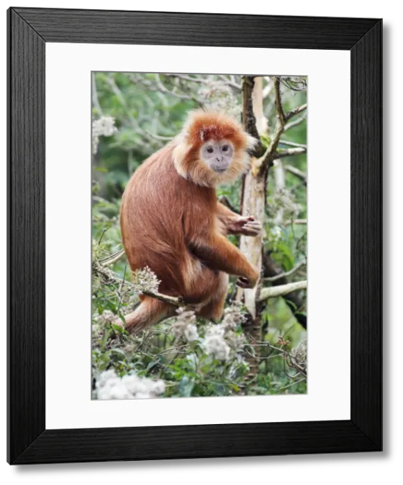 Framed Print : Ebony Leaf Monkey / Javan Langur - animal resting on branch, distribution - Java, Indonesia Framed Print : Ebony Leaf Monkey / Javan Langur - animal resting on branch, distribution - Java, Indonesia
