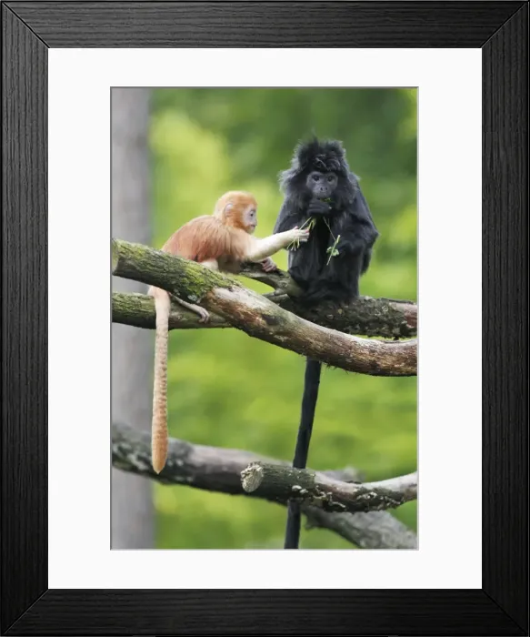 Framed Print : Ebony Leaf Monkey / Javan Langur - adult with young animal, distribution - Java, Indonesia Framed Print : Ebony Leaf Monkey / Javan Langur - adult with young animal, distribution - Java, Indonesia