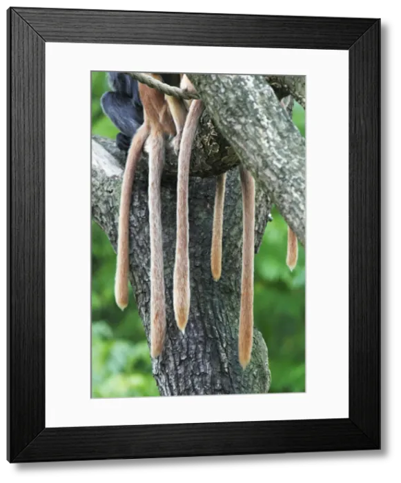 Framed Print : Ebony Leaf Monkey / Javan Langur - tails of family group huddled together, distribution - Java, Indonesia Framed Print : Ebony Leaf Monkey / Javan Langur - tails of family group huddled together, distribution - Java, Indonesia