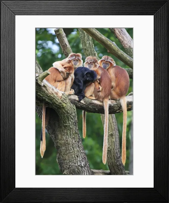 Framed Print : Ebony Leaf Monkey / Javan Langur - family group huddled together, resting, distribution - Java, Indonesia Framed Print : Ebony Leaf Monkey / Javan Langur - family group huddled together, resting, distribution - Java, Indonesia